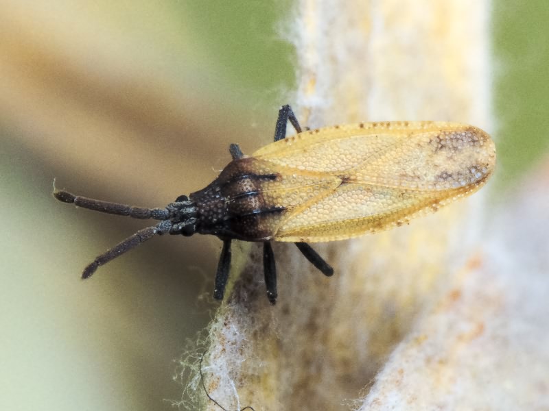 Catoplatus carthusianus (Goeze, 1778)